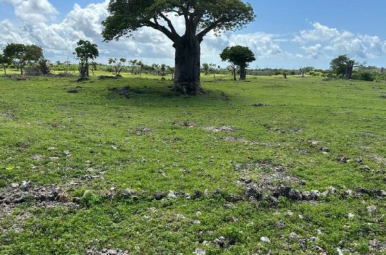 Beach Plot For Sale
